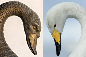 Animaux d'Empire