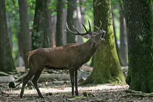 Un cerf