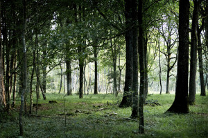 Foret de Rambouillet