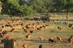 Ferme de la Hunière