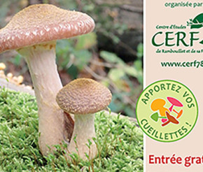Expo champignons du CERF78
